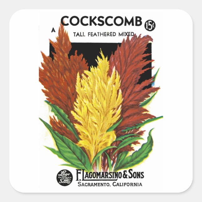 Cockscomb Square Sticker (Front)