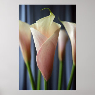 Cocktail Party White Calla Lily Photograph Poster