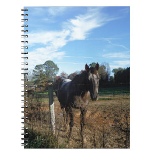 Coco and Cream brown horse Notebook