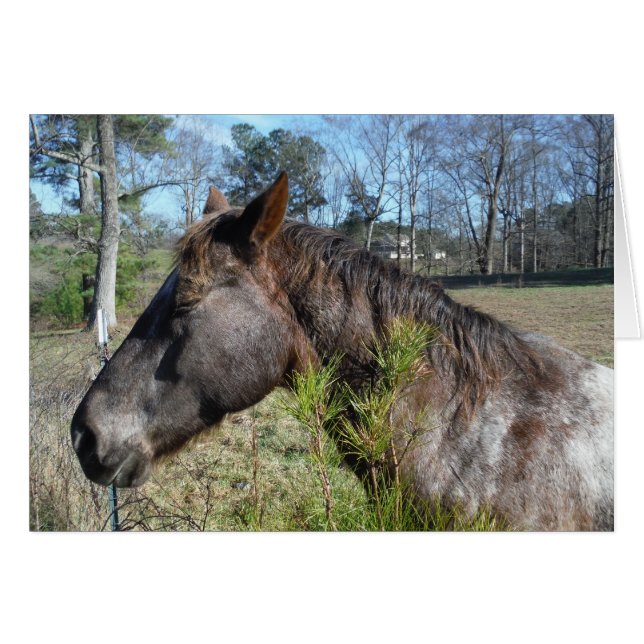 Coco and Cream Coloured Horse (Front Horizontal)