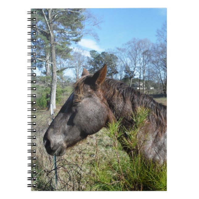 Coco and Cream Coloured Horse Notebook (Front)