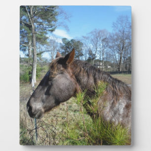 Coco and Cream Coloured Horse Plaque