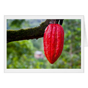 cocoa pod red