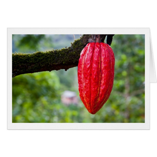 cocoa pod red (Front Horizontal)