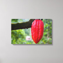 cocoa pod red