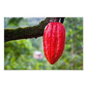 cocoa pod red photo print