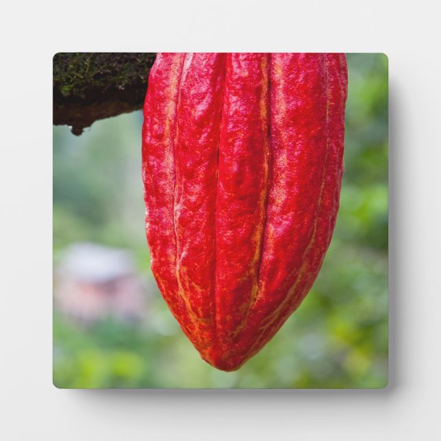 cocoa pod red plaque (Front)