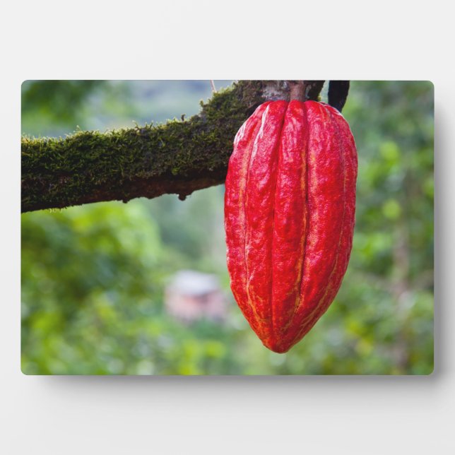 cocoa pod red plaque (Front)