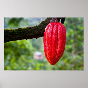 cocoa pod red poster