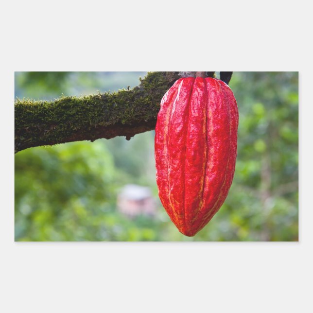 cocoa pod red rectangular sticker (Front)