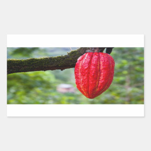 cocoa pod red rectangular sticker