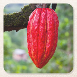 cocoa pod red square paper coaster