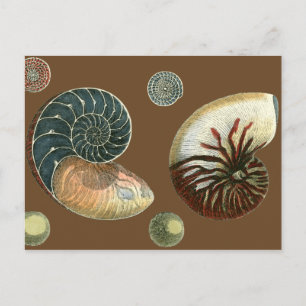 Cocoa Shell Postcard