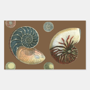 Cocoa Shell Rectangular Sticker