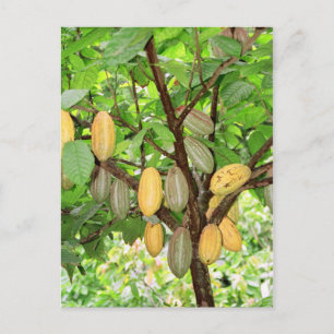 Cocoa tree postcard