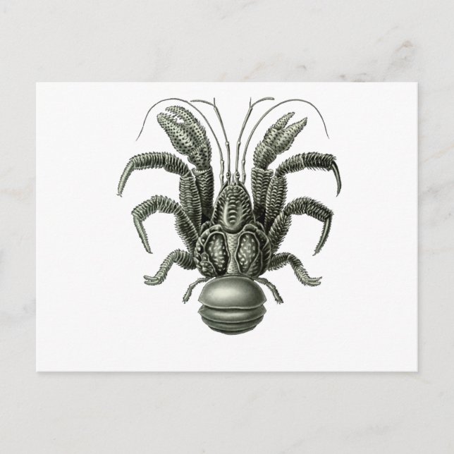 Coconut Crab Postcard (Front)