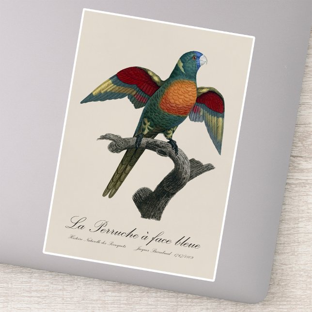 Coconut Lorikeet, Trichoglossus haematodus (Coconut Lorikeet, Trichoglossus haematodus. Sticker )