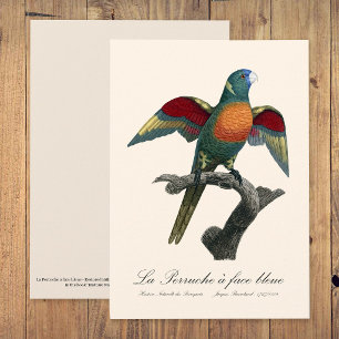 Coconut Lorikeet, Trichoglossus haematodus Thank You Card