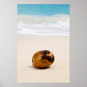 Coconut on a tropical beach poster