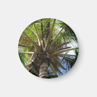 Coconut Palm Magnet