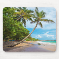 Coconut Palm, Mirissa Beach | Sri Lanka