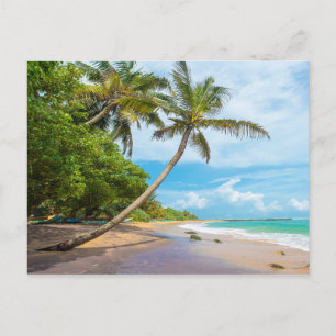 Coconut Palm, Mirissa Beach   Sri Lanka Postcard