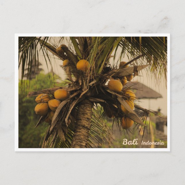 Coconut Palm Tree in Bali - Travel Postcard (Front)