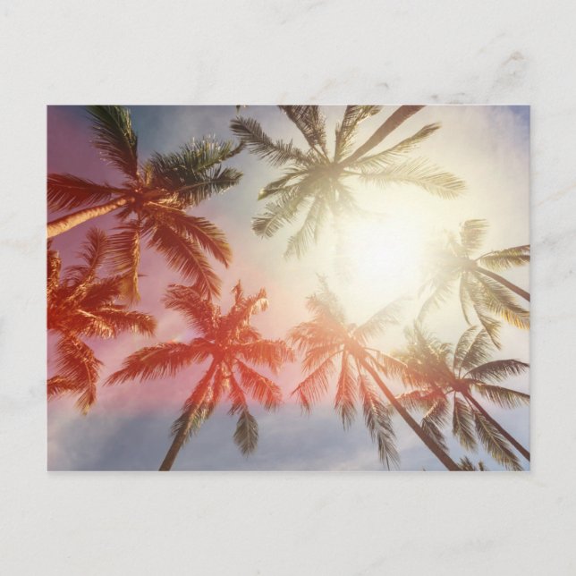 Coconut Palm Trees Against the Sun Postcard (Front)