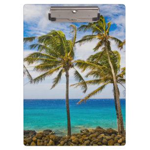 Coconut palm trees (Cocos nucifera) swaying in Clipboard