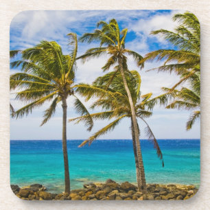 Coconut palm trees (Cocos nucifera) swaying in Coaster