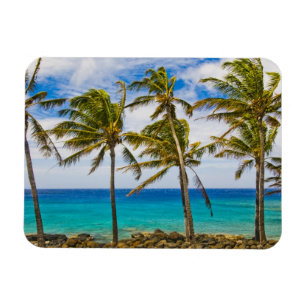 Coconut palm trees (Cocos nucifera) swaying in Magnet
