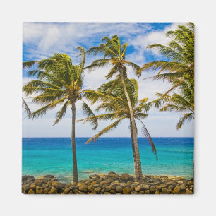 Coconut palm trees (Cocos nucifera) swaying in Magnet