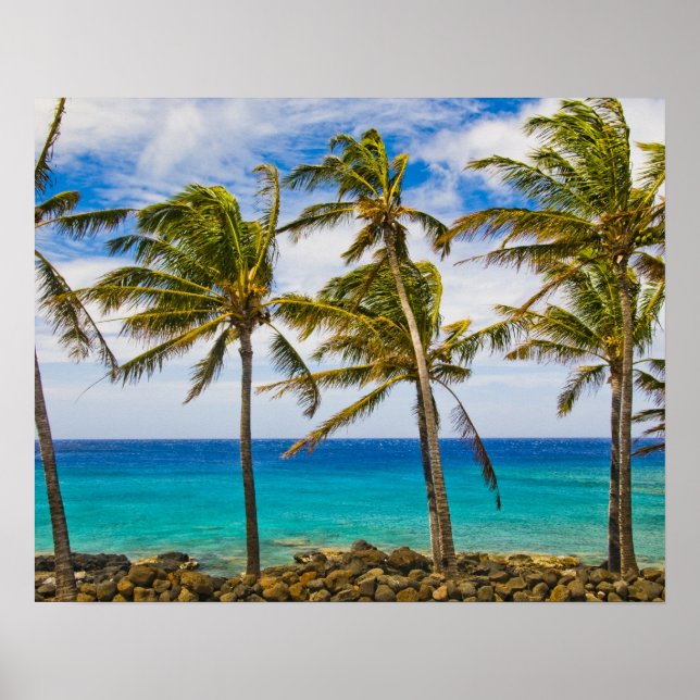 Coconut palm trees (Cocos nucifera) swaying in Poster (Front)