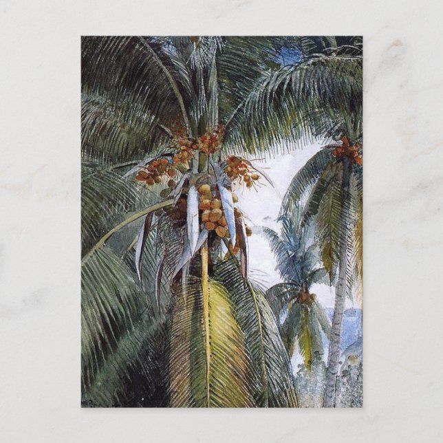 Coconut Palms, Key West, Florida, Postcard (Front)