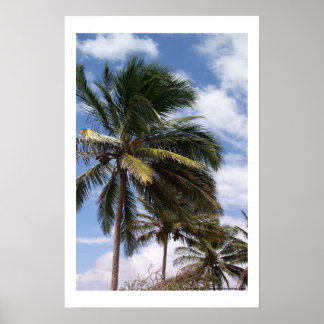 Coconut Palms Poster