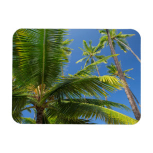 Coconut palms, Pu'uhonua o Honaunau 1 Magnet