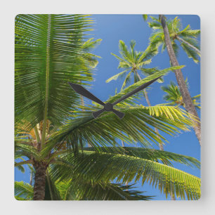 Coconut palms, Pu'uhonua o Honaunau 1 Square Wall Clock