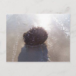 Coconut Postcard