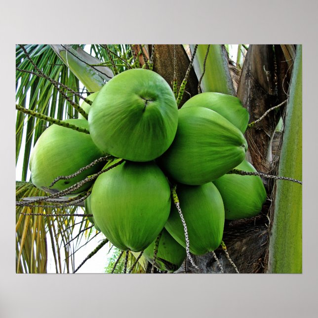 Coconut Poster (Front)