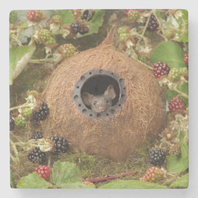 Coconut shell mouse house stone coaster  (Front)