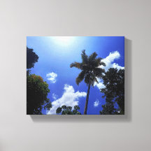 Coconut tree and sky