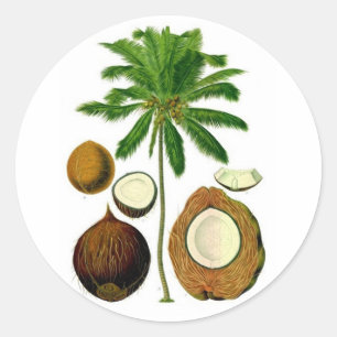 Coconut Tree Botanical Illustration Classic Round Sticker