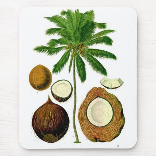 Coconut Tree Botanical Illustration Mouse Pad (Front)
