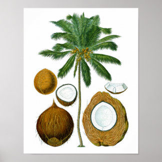 Coconut Tree Botanical print #1 Tropical Art Decor