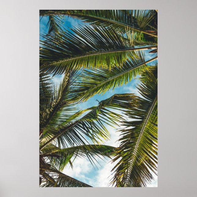 Coconut tree leaves under blue sky in the morning poster (Front)