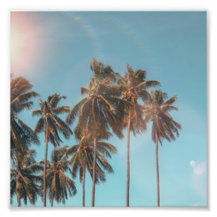 Coconut tree photo print