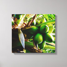 Coconuts ~ Canvas Art ~ Trinidad