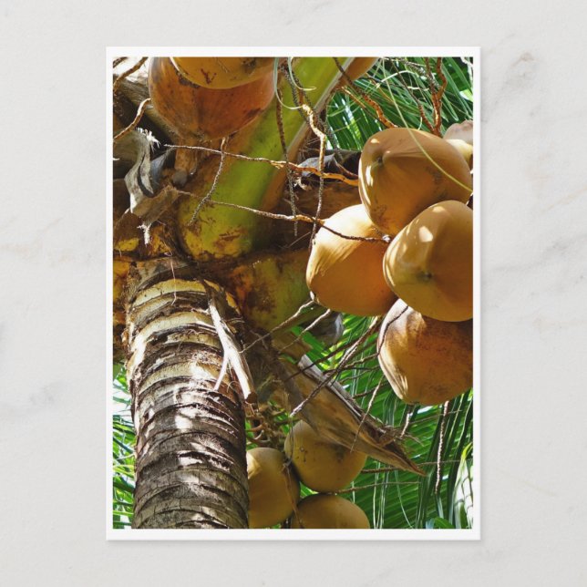 Coconuts growing in coconut palm tree postcard (Front)
