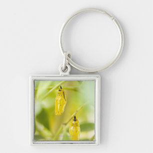 Cocoon of Paper Kite Butterfly, Okinawa Key Ring