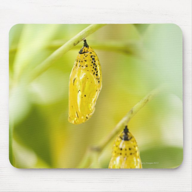 Cocoon of Paper Kite Butterfly, Okinawa Mouse Pad (Front)